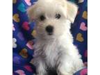 Maltese Puppy for sale in Gurnee, IL, USA