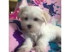 Maltese Puppy for sale in Gurnee, IL, USA