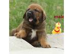 Tibetan Mastiff Puppy for sale in Middletown, NY, USA