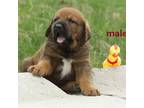 Tibetan Mastiff cross pups