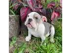 Bulldog Puppy for sale in Los Angeles, CA, USA