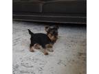 Yorkshire Terrier Puppy for sale in Bremen, IN, USA