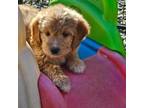 Goldendoodle Puppy for sale in Mocksville, NC, USA