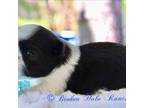Shih Tzu Puppy for sale in Belton, TX, USA