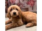 Goldendoodle Puppy for sale in The Woodlands, TX, USA