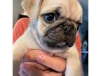 Pug Puppy for sale in Somerville, AL, USA