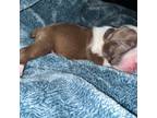 Boston Terrier Puppy for sale in Laclede, ID, USA