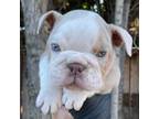 Bulldog Puppy for sale in Los Angeles, CA, USA