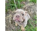 Bulldog Puppy for sale in Los Angeles, CA, USA