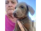 Doberman Pinscher Puppy for sale in Dalton, GA, USA