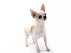 Chihuahua Puppy for sale in Orlando, FL, USA