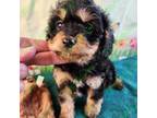 Cavapoo Puppy for sale in Tecumseh, MI, USA