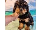 Cavapoo Puppy for sale in Tecumseh, MI, USA