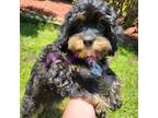 Cavapoo Puppy for sale in Tecumseh, MI, USA