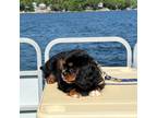 Cavalier King Charles Spaniel Puppy for sale in Niles, MI, USA