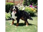 Bernese Mountain Dog Puppy for sale in Hutchinson, KS, USA