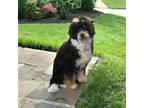 Bernese Mountain Dog Puppy for sale in Hutchinson, KS, USA