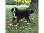 Bernese Mountain Dog Puppy for sale in Hutchinson, KS, USA