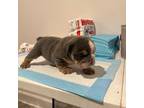 Bulldog Puppy for sale in Upper Marlboro, MD, USA