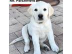 Mr. Parchment
