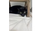 Sycamore (rocky), Domestic Shorthair For Adoption In Greenwood, South Carolina