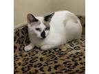 Ariana, Siamese For Adoption In Menifee, California