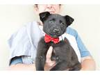 Pascal, Labrador Retriever For Adoption In Mckinney, Texas