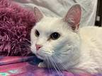 Miss Missy, Domestic Shorthair For Adoption In Wintersville, Ohio