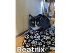 Beatrix, Domestic Shorthair For Adoption In Douglasville, Georgia