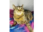 Laney, Domestic Shorthair For Adoption In Wintersville, Ohio