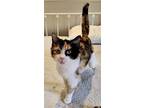 Jade, Domestic Shorthair For Adoption In Fairfax, Virginia