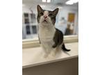Crumpet, Domestic Shorthair For Adoption In Raleigh, North Carolina