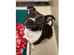 Nova, American Pit Bull Terrier For Adoption In Newport News, Virginia
