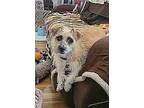 Poppy, Schnauzer (miniature) For Adoption In Lake Forest, California