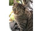 Podrick, Domestic Shorthair For Adoption In Columbia, South Carolina