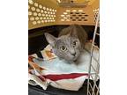 Mary Ellen, Domestic Shorthair For Adoption In Columbia, South Carolina