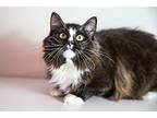 Demarco, Domestic Longhair For Adoption In Wheaton, Illinois