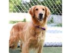 Holly, Golden Retriever For Adoption In Louisville, Kentucky