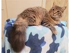 Leo (bonded With Justin), Maine Coon For Adoption In Houston, Texas