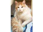 Justin (bonded With Leo), Maine Coon For Adoption In Houston, Texas