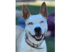Luna, American Pit Bull Terrier For Adoption In Fresno, California