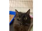 Luna, Domestic Mediumhair For Adoption In Newberg, Oregon