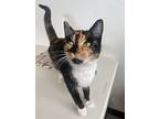 Phoebe, Calico For Adoption In Newberg, Oregon