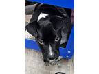 Whiskey, Labrador Retriever For Adoption In Clinton, South Carolina