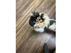 Olive, Persian For Adoption In Corona, California