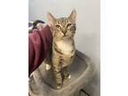 Marceline, Domestic Shorthair For Adoption In Oakland, New Jersey