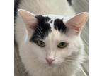 Lucille, Domestic Mediumhair For Adoption In Goodyear, Arizona