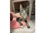 Gunther, Domestic Shorthair For Adoption In Oakland, New Jersey