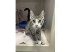 Bonnibel, Domestic Shorthair For Adoption In Oakland, New Jersey