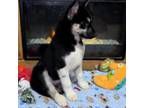 Siberian Husky Puppy for sale in Oil City, PA, USA